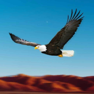 Birds Race Simulator: Eagle Race Game